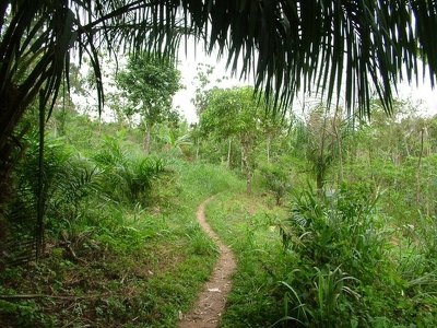 Aburi 001 - Chemin vert - Ghana
