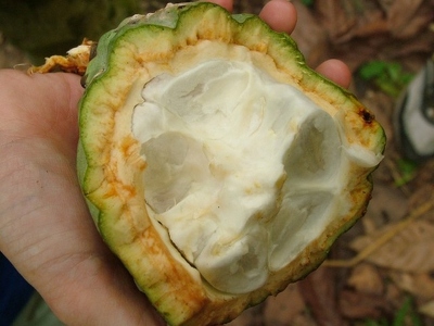 Aburi 004 - Graines de cacao - Ghana