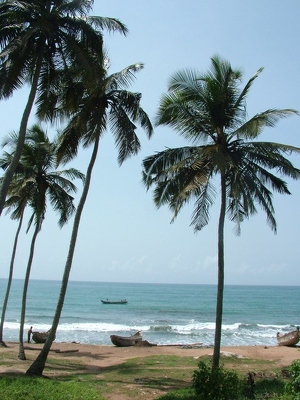 Cape Coast 018 - Plage palmiers et pirogues - Ghana