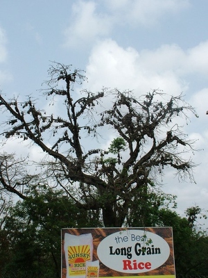 Kumasi 034 - Chauves souris - Ghana