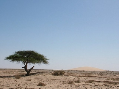 Banc d Arguin 002 - Arbre et dune dans desert - Mauritanie