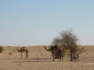 Banc d Arguin 085 - Dromadaires dans desert - Mauritanie