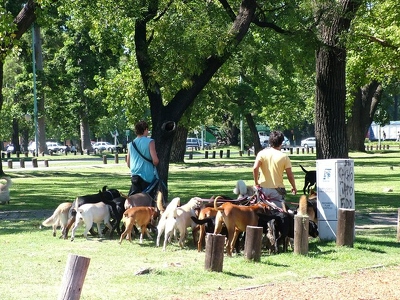 Buenos Aires 011 - Promenade chiens - Argentine