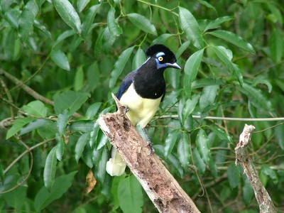 Iguazu 050 - Oiseau jaune bleu - Argentine