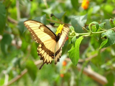 Iguazu 058 - Papillon jaune sur fleur - Argentine