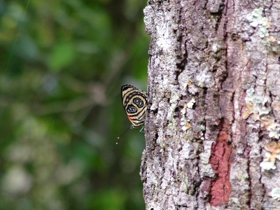 Iguazu 114 - Papillon derriere arbre - Argentine