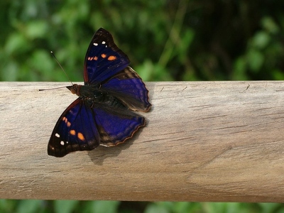 Iguazu 128 - Papillon bleu - Argentine