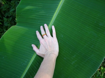 Itapevi 062 - feuille geante - Bresil