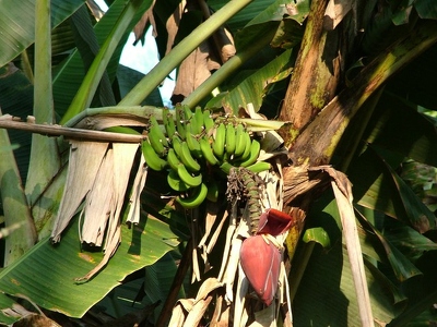 Itapevi 063 - Banannier - Bresil