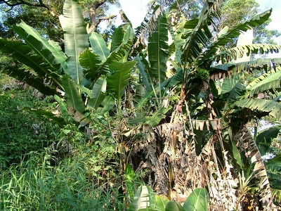 Itapevi 064 - Vegetation - Bresil