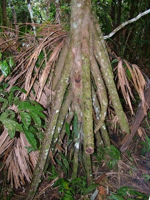 Amazonie 088 - Arbre avec racine - Equateur