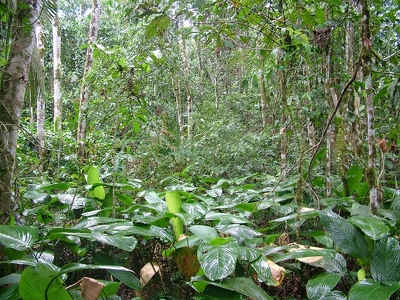 Amazonie 104 - Jungle - Equateur