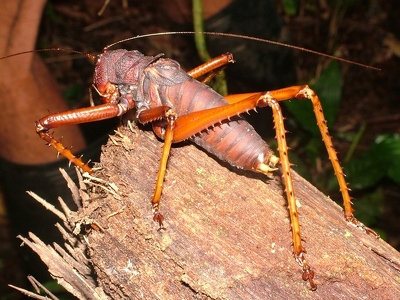 Amazonie 125 - Criquet geant - Equateur