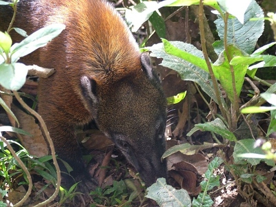 Amazonie 145 - Tapir - Equateur