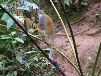 Amazonie 147 - Singe - Equateur