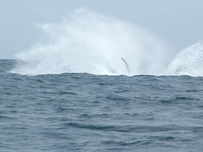 Baleines Puerto Lopez 209 - Retombee - Equateur