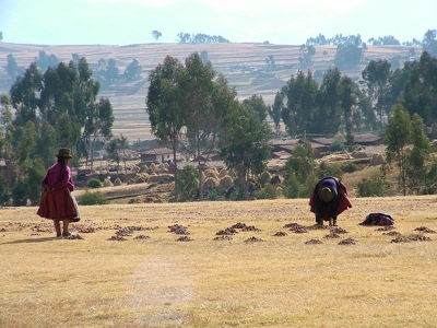 Chinchero 227 - Vieilles avec patates - Perou