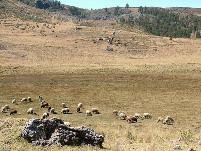 Sacsahuaman 020 - Campagne avec moutons - Perou