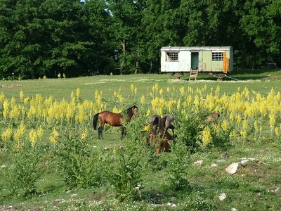 Bulgarie 007 - Paysage chevaux roulotte