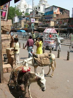 Delhi 001 - Ane et rue - Inde