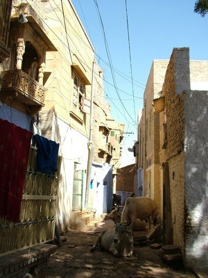 Jailsamer 3 001 - Ruelle et vaches - Inde