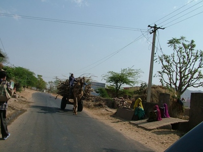 Jaipur 009 - Dromadaire tire bois - Inde
