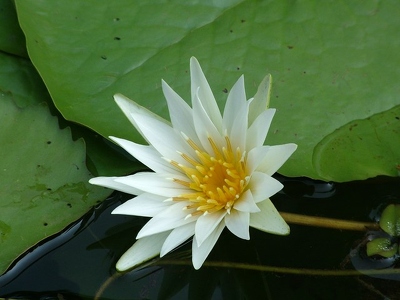 Backwaters 014 - Fleur de lotus - Inde