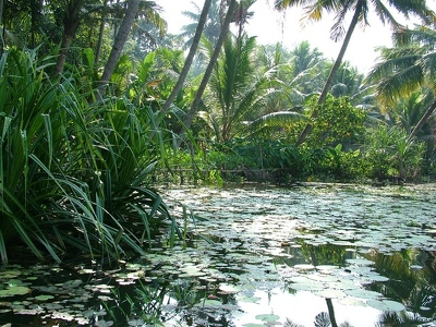 Backwaters 023 - Canaux - Inde
