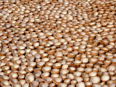 Backwaters 030 - Noix de coco sechant - Inde