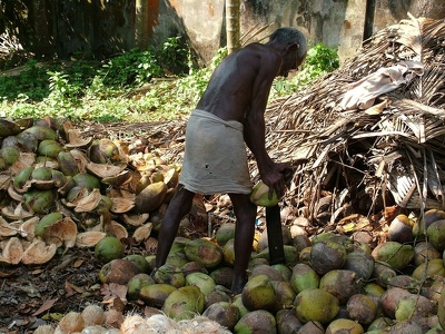 Backwaters 033 - Homme epluche noix de coco - Inde