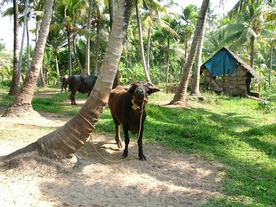 Backwaters 042 - Zebus - Inde