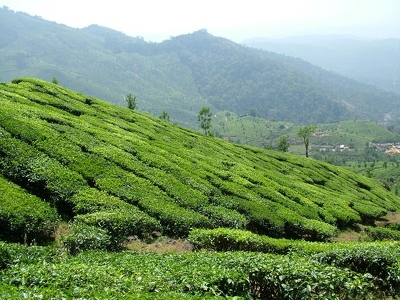 Munnar 027 - Plantations de the - Inde