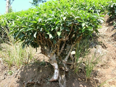 Munnar 030 - Plant de the - Inde