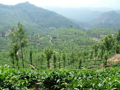 Munnar 031 - Vallee - Inde