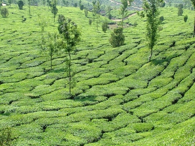 Munnar 037 - The en gros plan - Inde