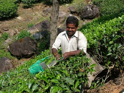 Munnar 041 - Homme au travail - Inde