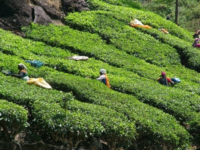 Munnar 049 - Femmes au travail - Inde