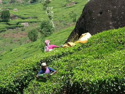 Munnar 051 - Femme au travail - Inde