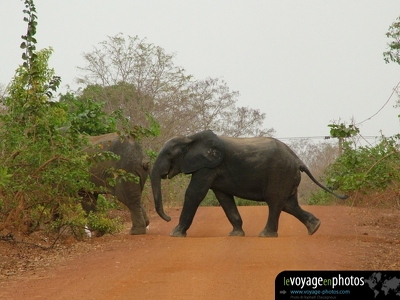 Fond-ecran-Afrique-Ghana-Mole Park Elephants traverse route