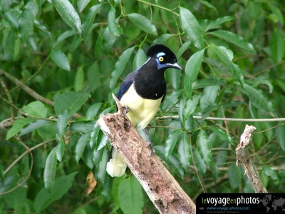 Fond-ecran-Argentine-Iguazu - Oiseau jaune bleu