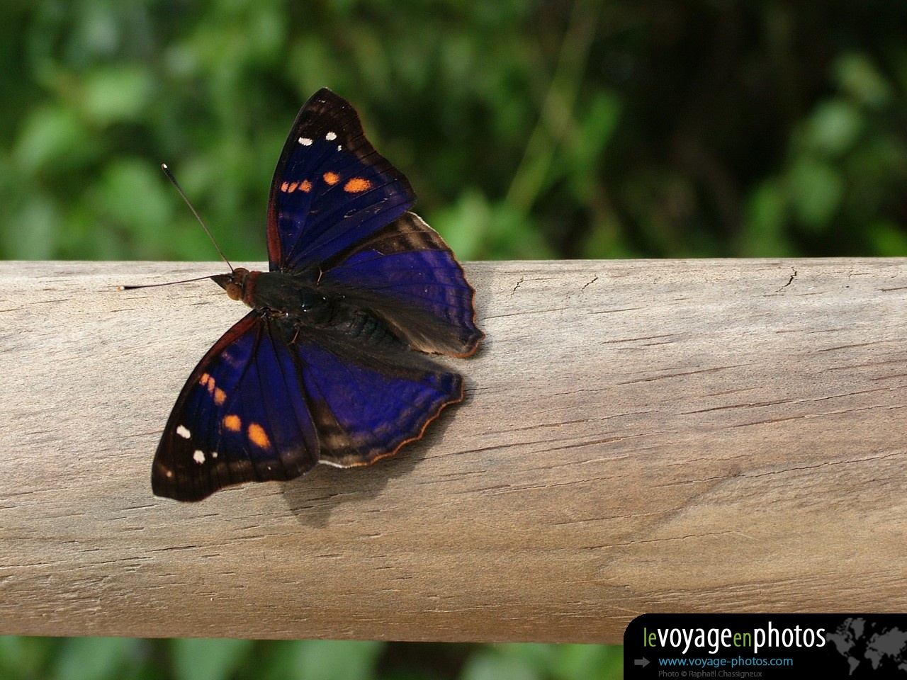 Fond-ecran-Argentine-Iguazu Papillon bleu