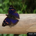 Fond-ecran-Argentine-Iguazu Papillon bleu