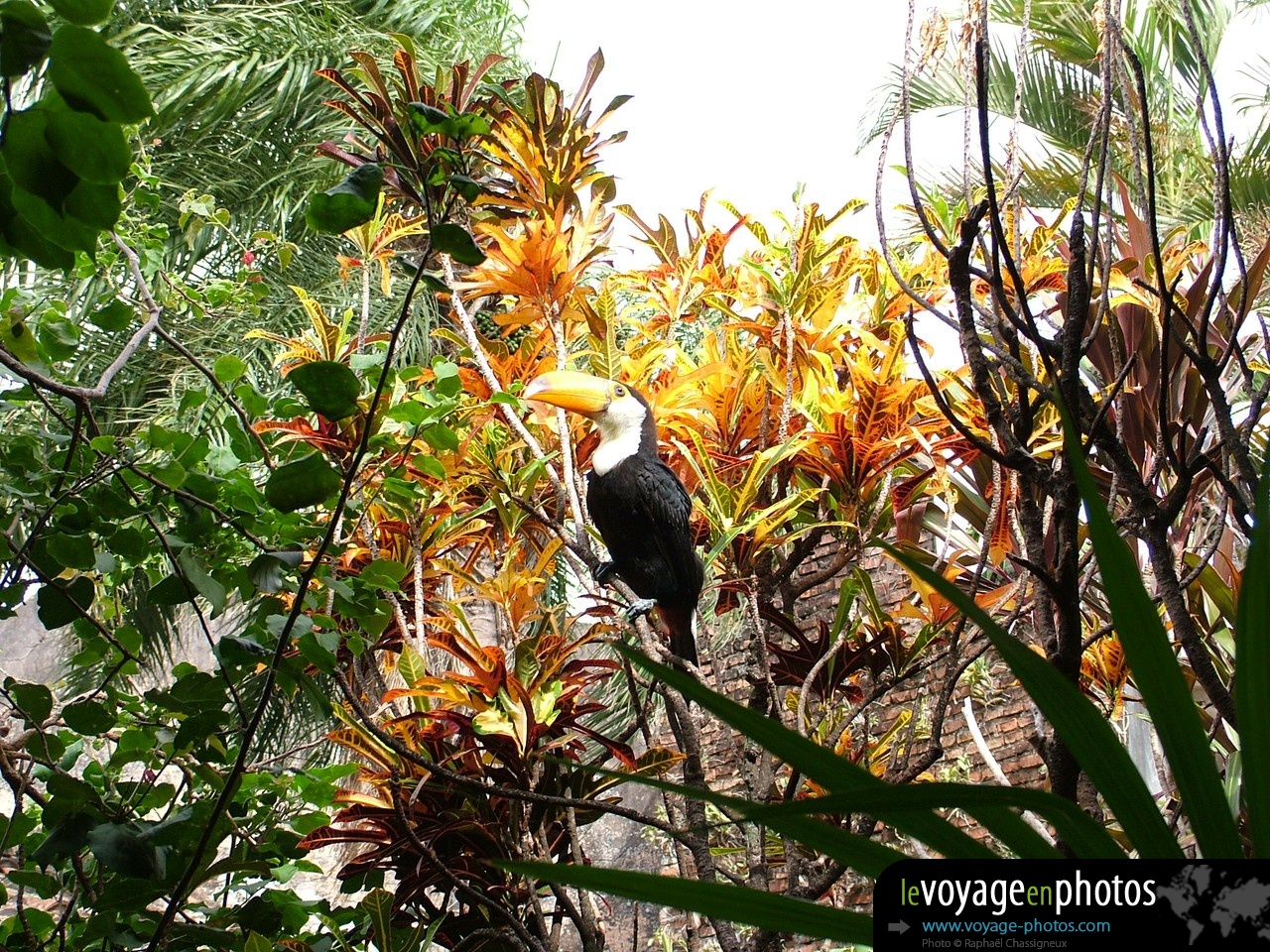 Fond-ecran-Bolivie-Santa Cruz - Toucan