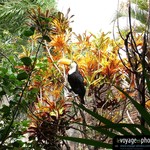 Fond-ecran-Bolivie-Santa Cruz - Toucan