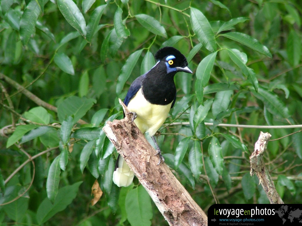 Fond d'écran d'Oiseau jaune bleu en Argentine - Iguazu