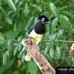 Fond d'écran d'Oiseau jaune bleu en Argentine - Iguazu