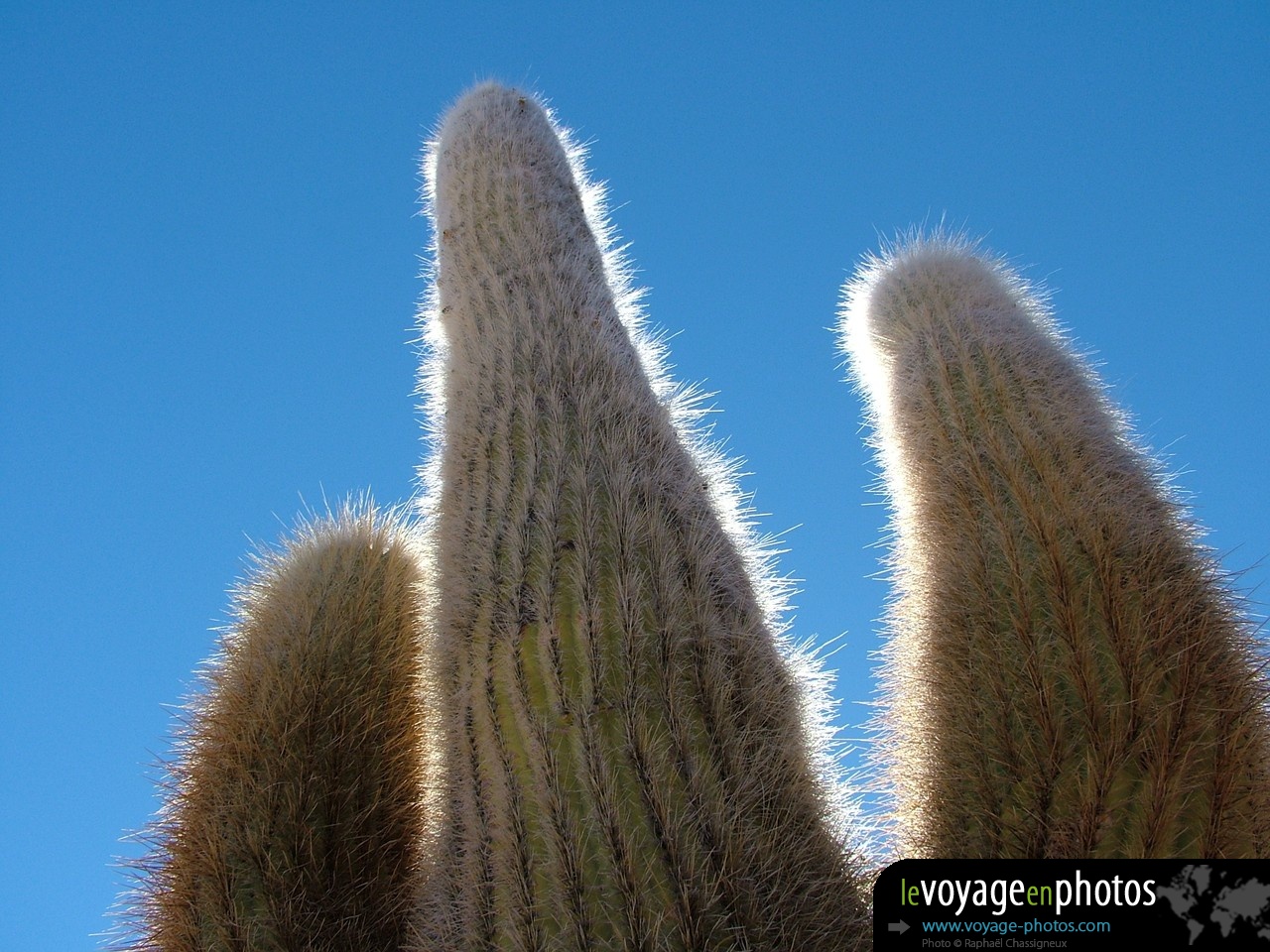 Fond-ecran-Salar d'uyuni Cactus