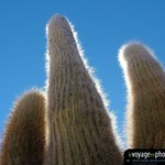 Fond-ecran-Salar d'uyuni Cactus