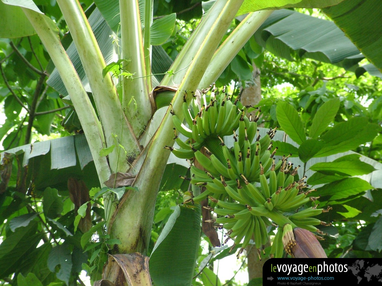 Fond-ecran-Afrique-Ghana Bananiers avec bananes