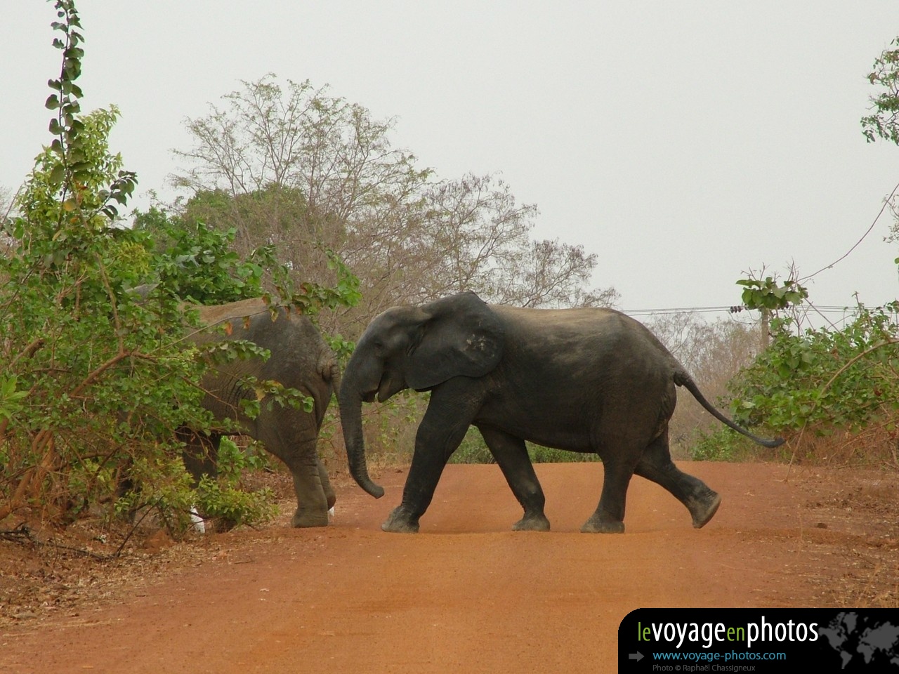 animaux Elephants en Afrique (Ghana - Mole Park) : Elephants traverse route